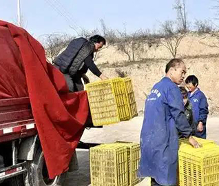 行业直通车 | 盘点绿通运输哪些能拉！（建议收藏）